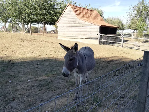 Farm Miedevia Kortrijk (Belgium)